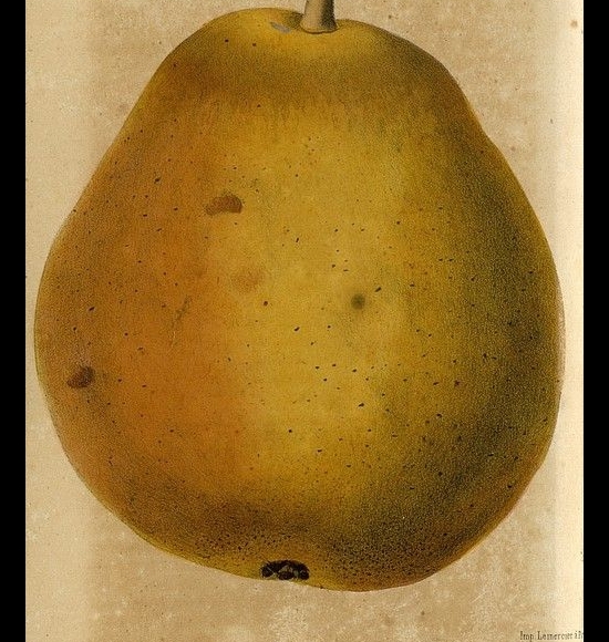 Beurré Auguste Benoist-2