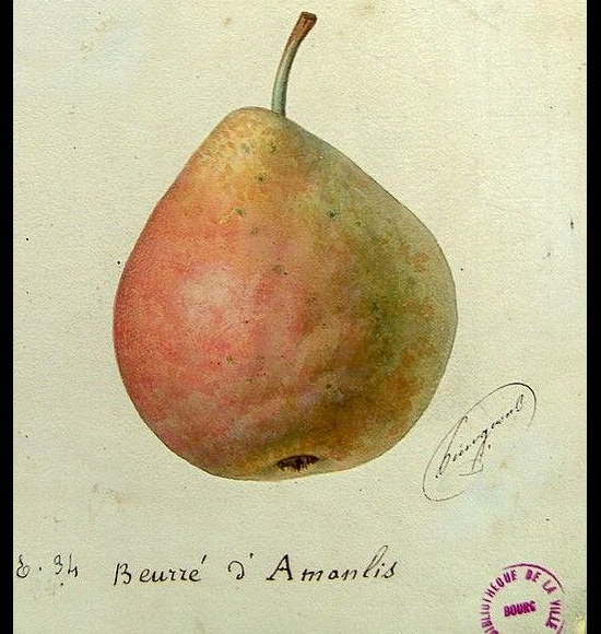Beurré d Amanlis-2
