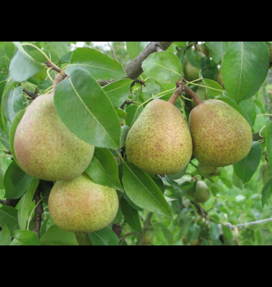 Beurré de Merode-2