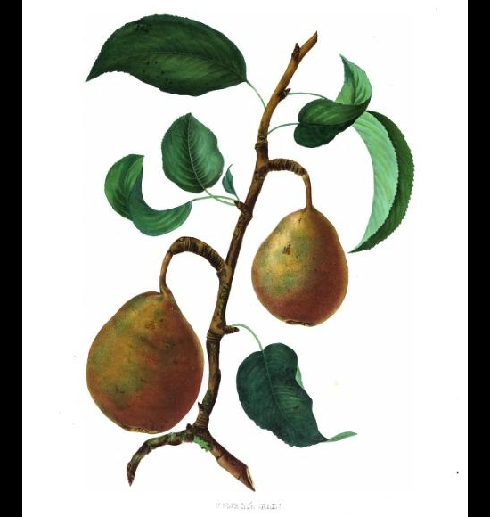 Beurré Gris-2