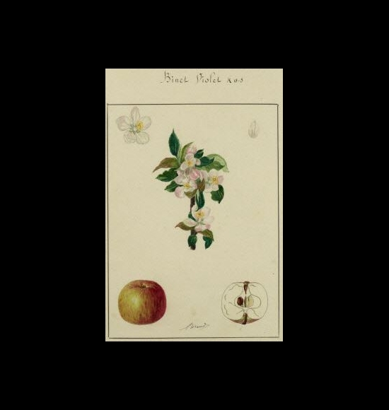 binet violet-2
