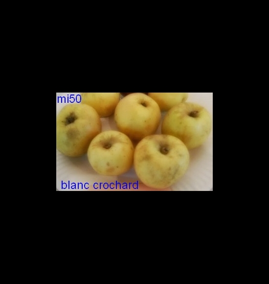 blanc crochard-2