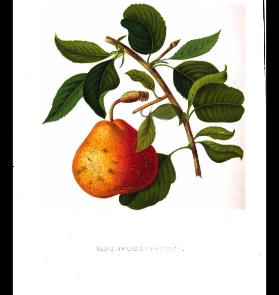 Beurré Nivelle-2