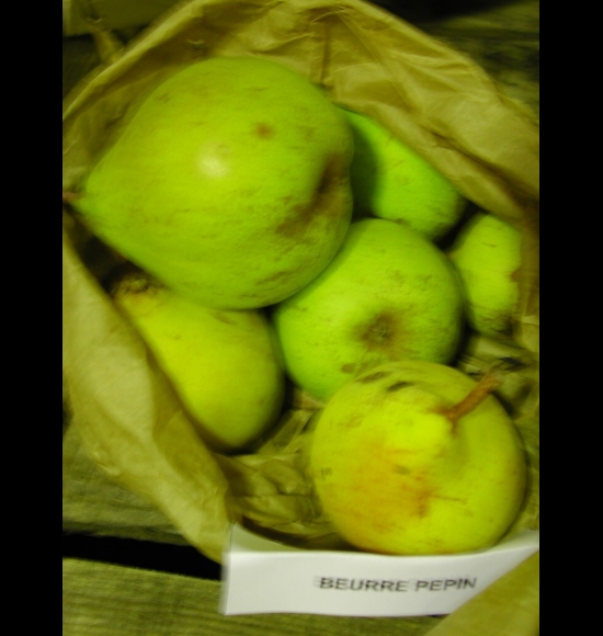 Beurré Pepin-2