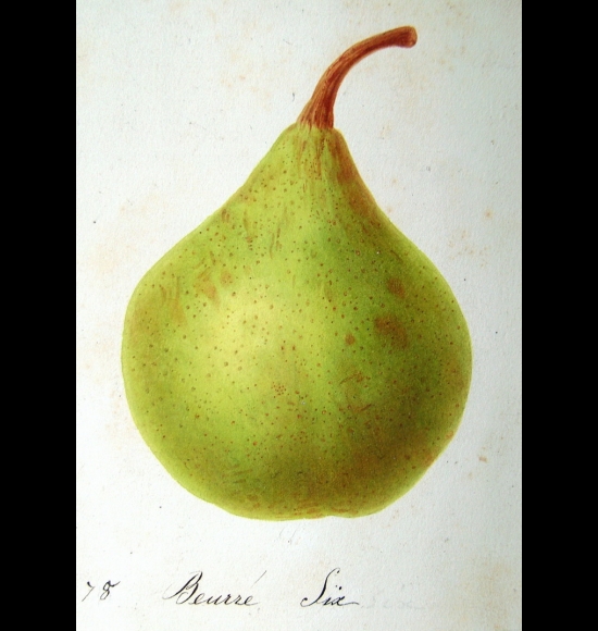 Beurré Six-2