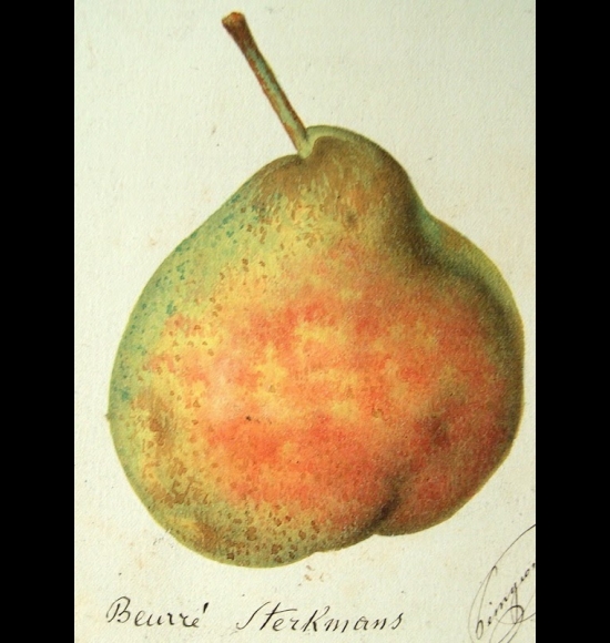 Beurré Sterckmans-2