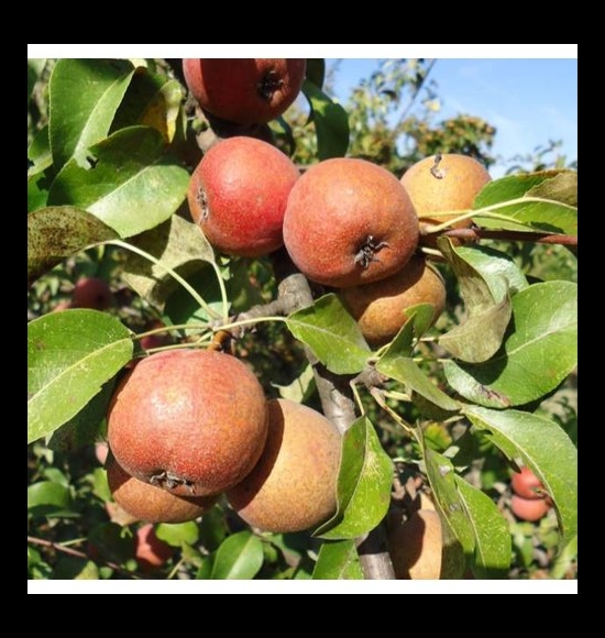 Cocomerina-2