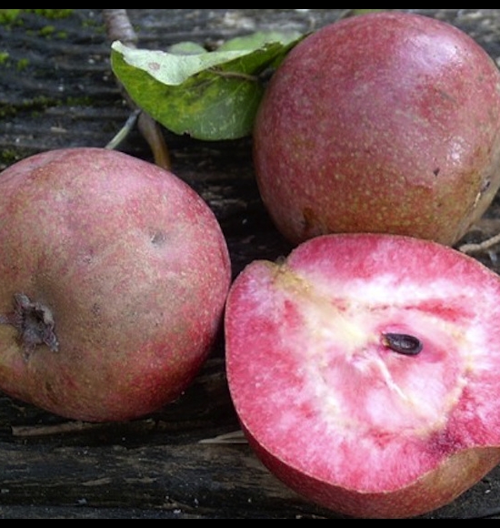 Cocomerina-2