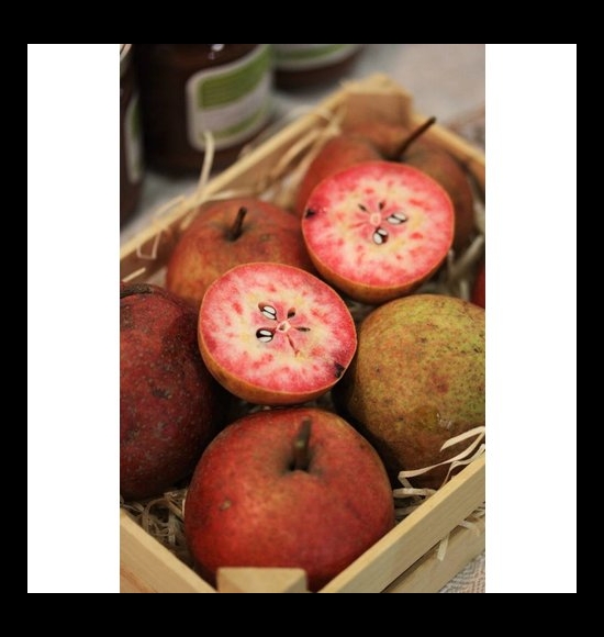 Cocomerina-2
