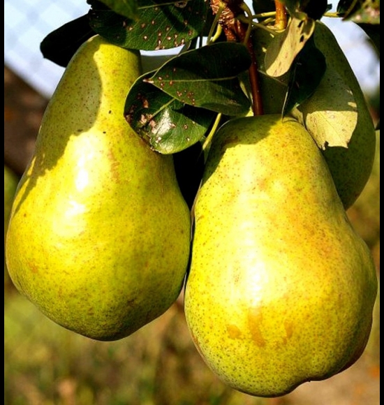 Bohemica-2