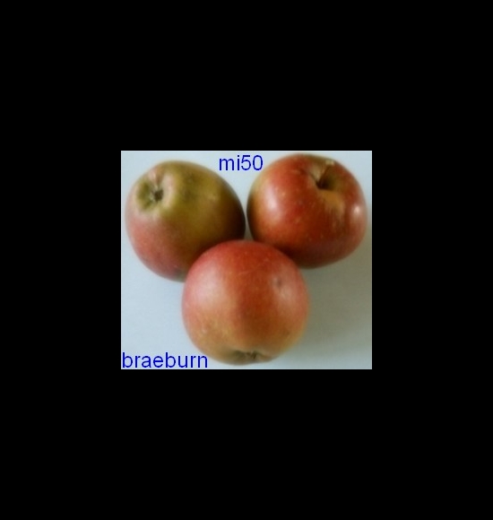 braeburn-2