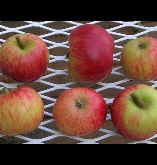 browns apple-2