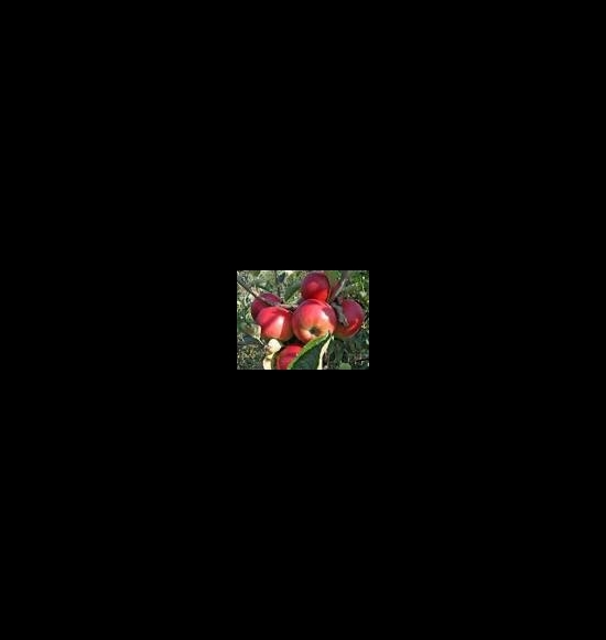 budimka-2