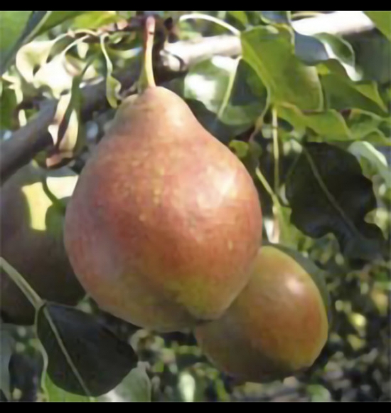 Brutta Buona-2