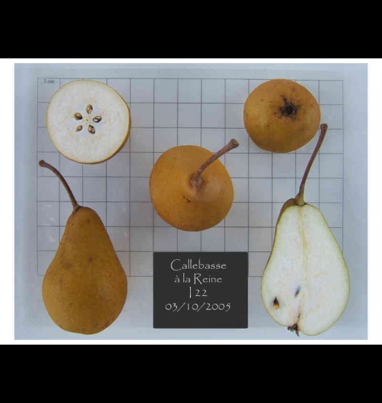 Calebasse à la Reine-2