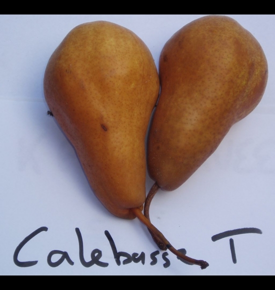 Calebasse de Tirlemont-2