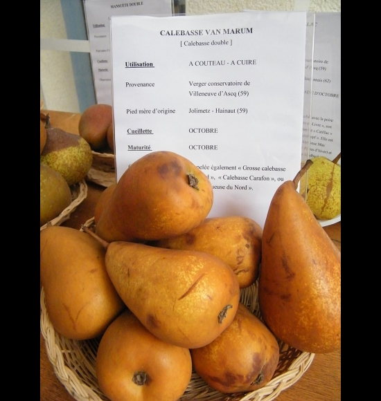 Calebasse Van Marum-2