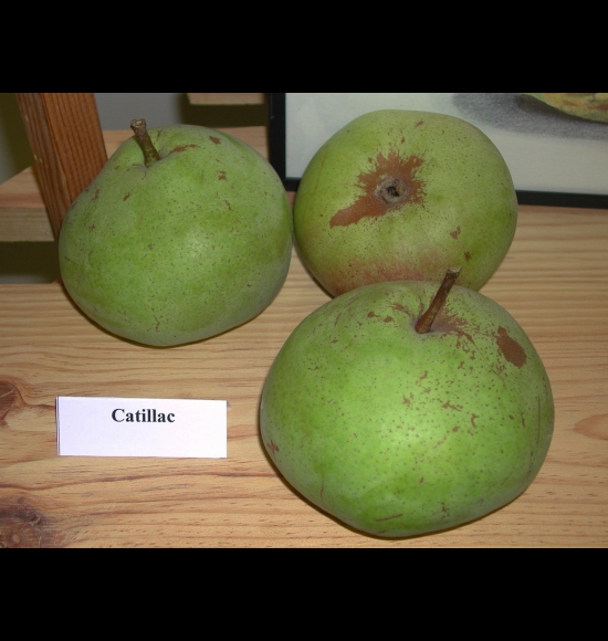 Catillac-2
