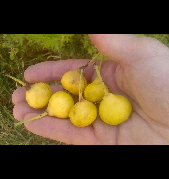 Ceremeño de Lérida-2