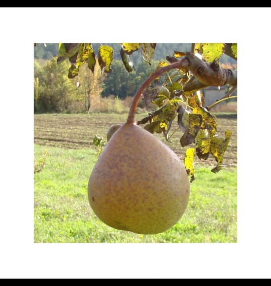 Chaploux-2