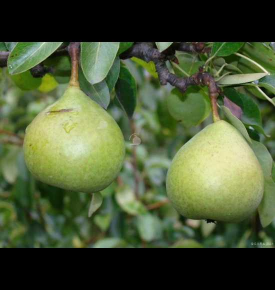 Citron-2