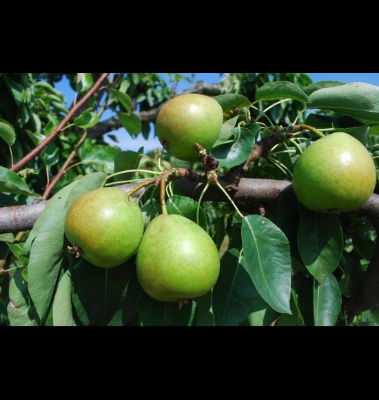 Citron des carmes-2