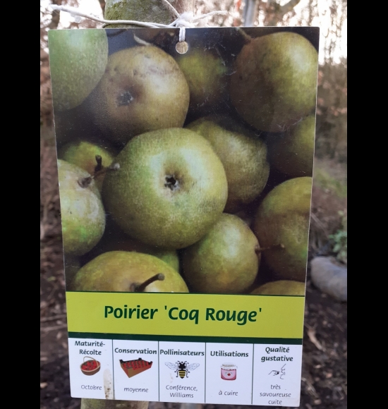 De Coq Rouge-2
