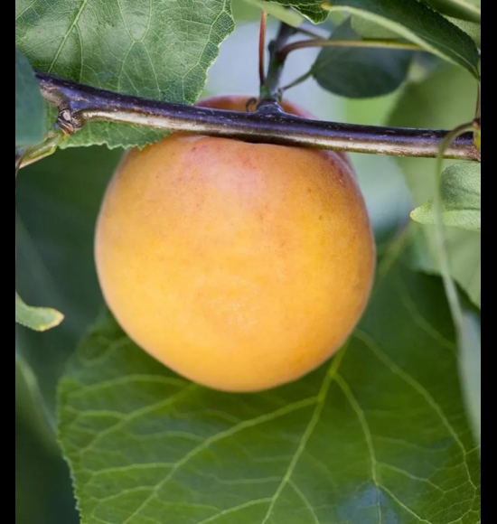 Tros Orange-2