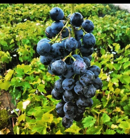 Muscat Bleu-2