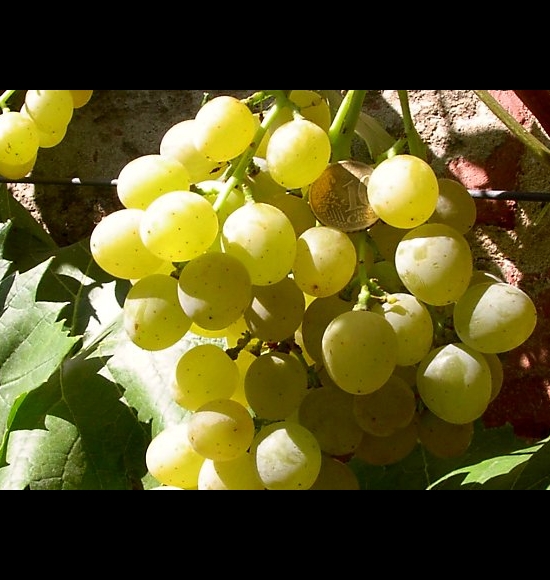 Palatina-3