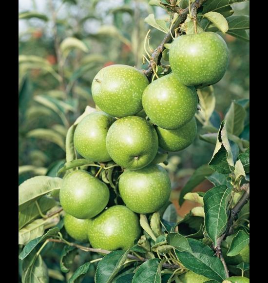 Granny Smith-3