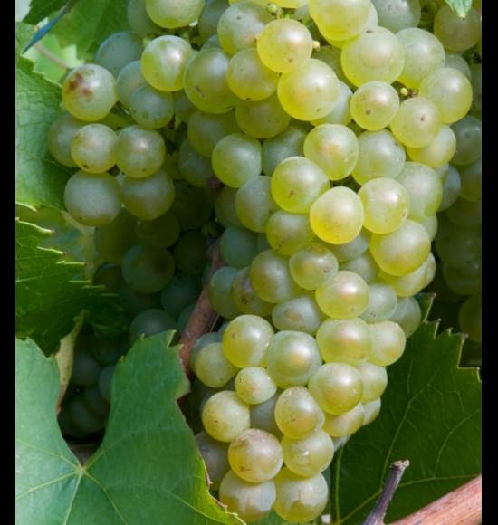 Perle de Csaba-3