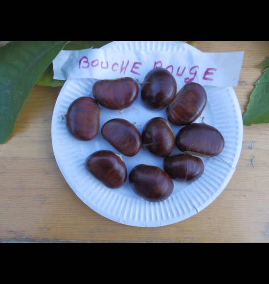 bouche rouge-2