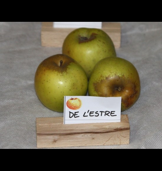 Reinette de Brive-3