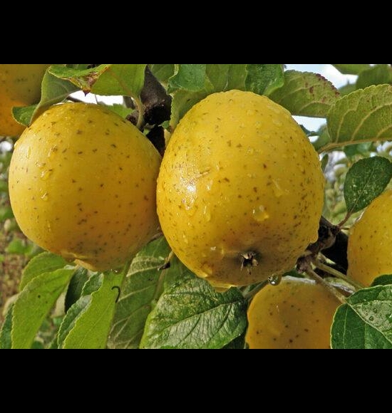 Reinette Ananas-2