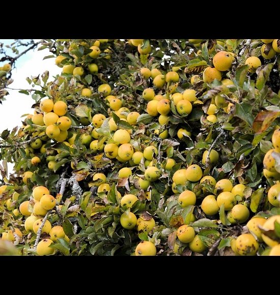 Reinette Ananas-2