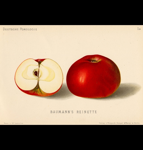 Reinette Baumann-2