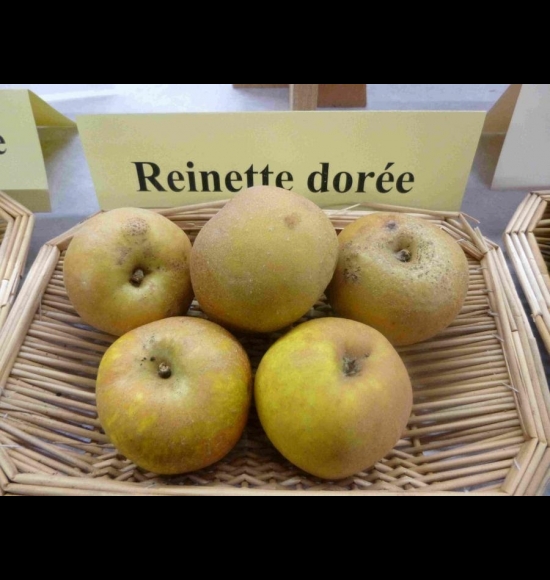 Reinette Dorée-2