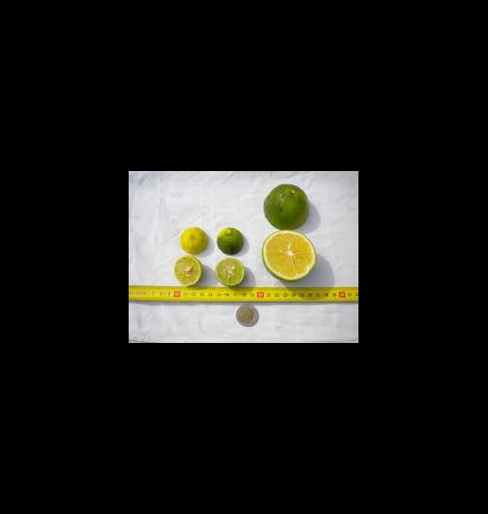 lime gallet de la réunion-2