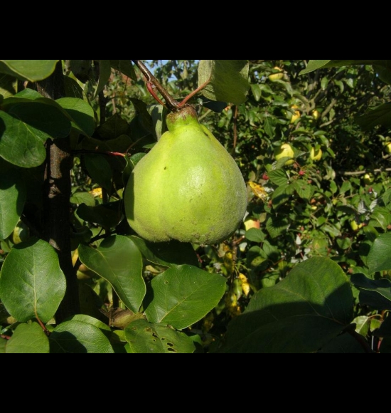 Portugal-2