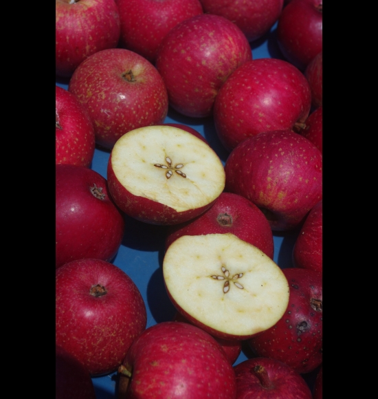 Sterappel-2