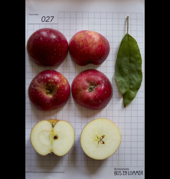 Sterappel-2