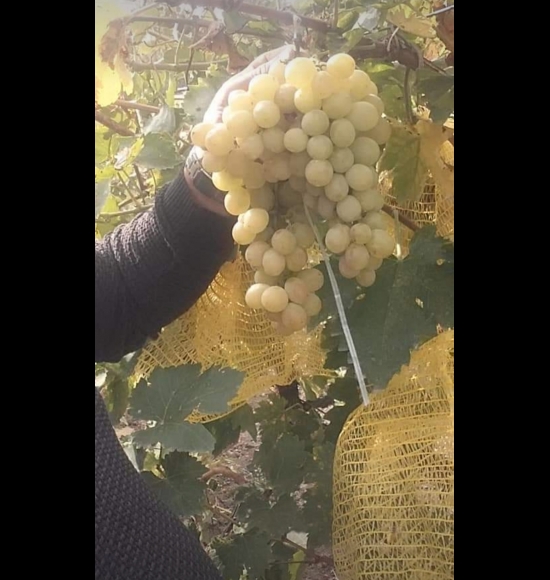 Reine des Vignes-2