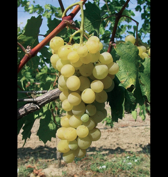 Reine des Vignes-2