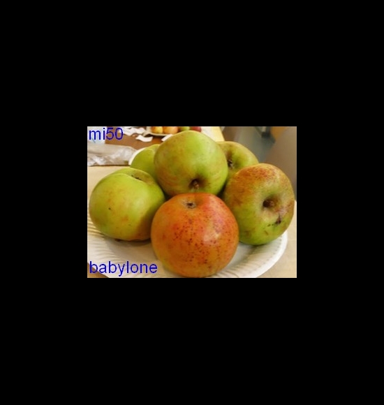 babylone-2