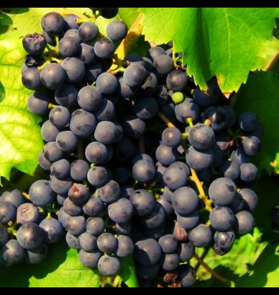 Baco Noir-2