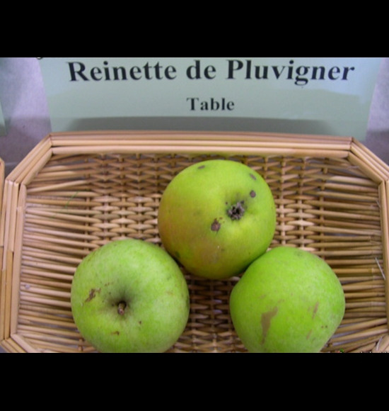 Reinette de Pluvigner-2