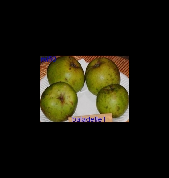 baladelle-2