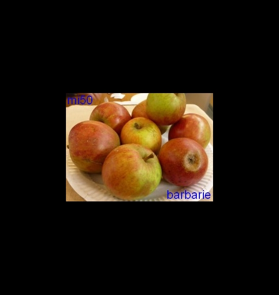 barbarie-2
