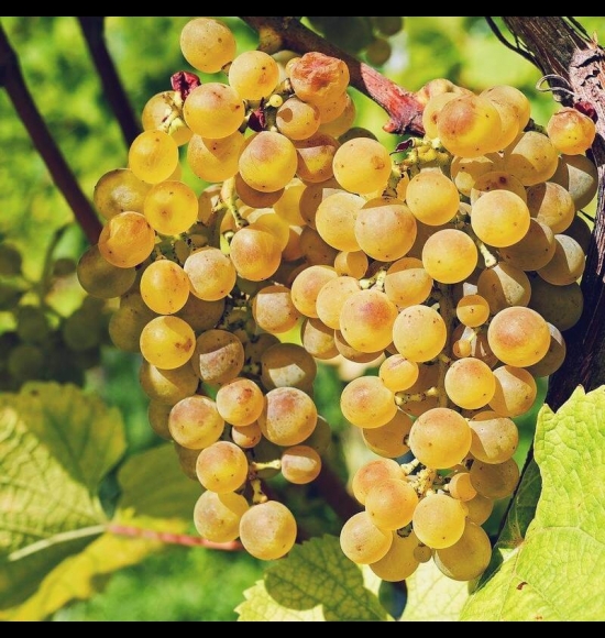 Muscat d'Alexandrie-2